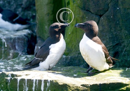 Razorbills DM1499